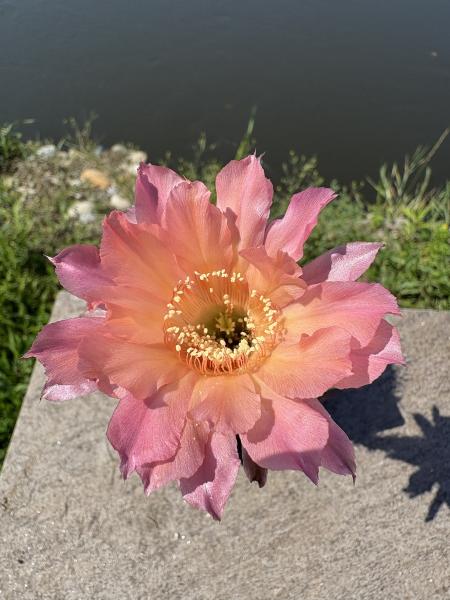 Echinopsis morgenrot